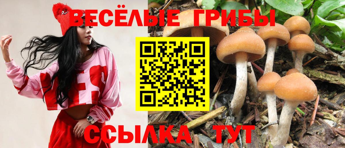 Псилоцибиновые грибы Psilocybe Химки